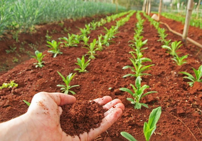 Il faut entretenir l'humus de nos sols
