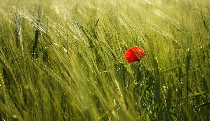 L'agroécologie ne peut être que paysanne 