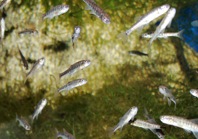 Il faut interdire la pêche au vif, cruelle et d'un autre âge