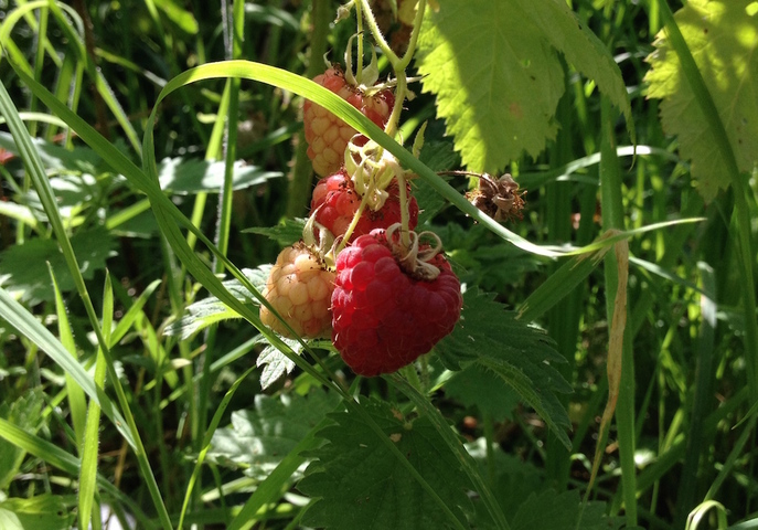 Les belles récoltes commencent au jardin sans pétrole