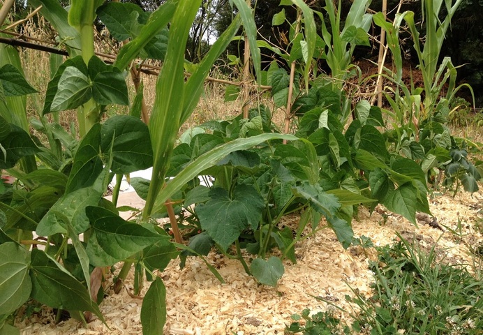Au jardin sans pétrole, l'alliance entre maïs, courge et haricot résiste bien à la sécheresse