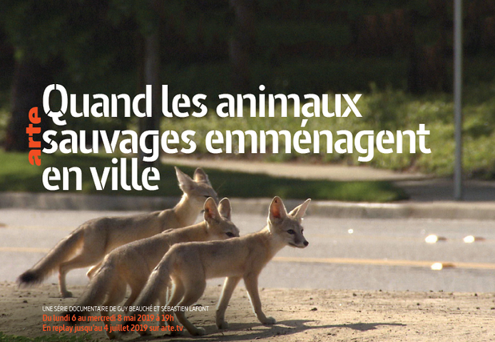 À <span class="caps">LA</span> TÉLÉ - Quand les animaux sauvages emménagent en ville