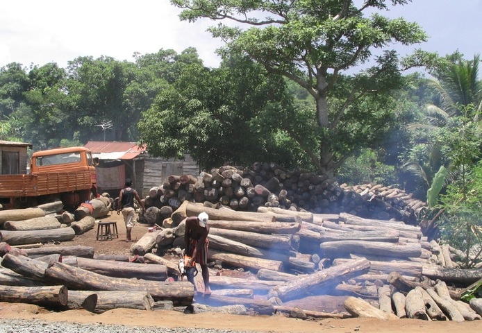 La politique européenne échoue à stopper la destruction des forêts tropicales