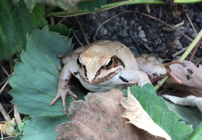 La grenouille rousse s'invite au Jardin sans pétrole