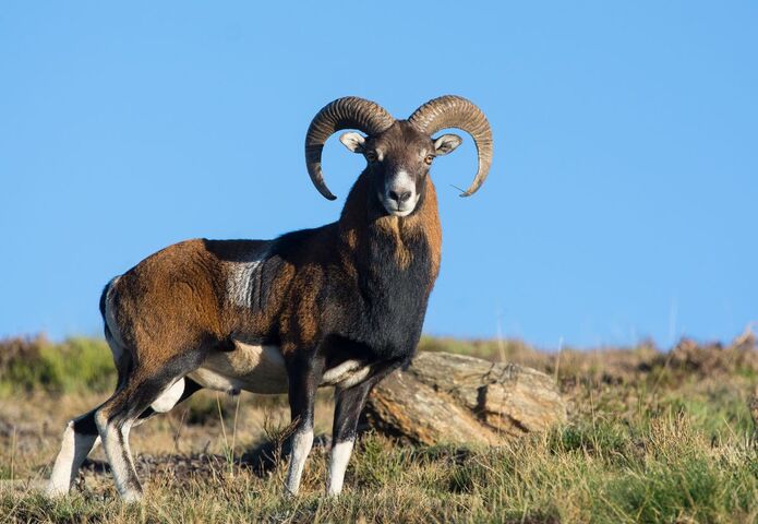 Le mouflon, l'animal «<small class="fine d-inline"> </small>pas de chez nous<small class="fine d-inline"> </small>» qui a apprivoisé les Pyrénées