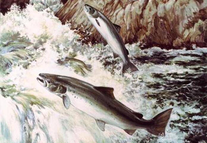 Le fabuleux et tragique destin du saumon sauvage