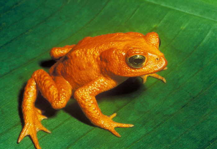 La sixième crise d'extinction des espèces, c'est maintenant