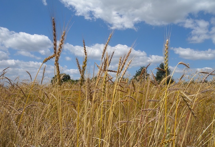 Face au changement climatique, les semences paysannes sont l'avenir de l'agriculture