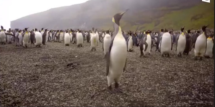 À la télé ce soir : coup de chaud sur l'Antarctique<small class="fine d-inline"> </small>!