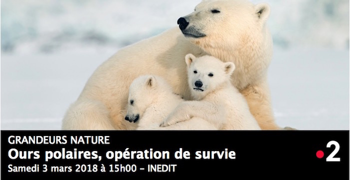 À <span class="caps">LA</span> TÉLÉ - L'aventure bouleversante et splendide des ours polaires