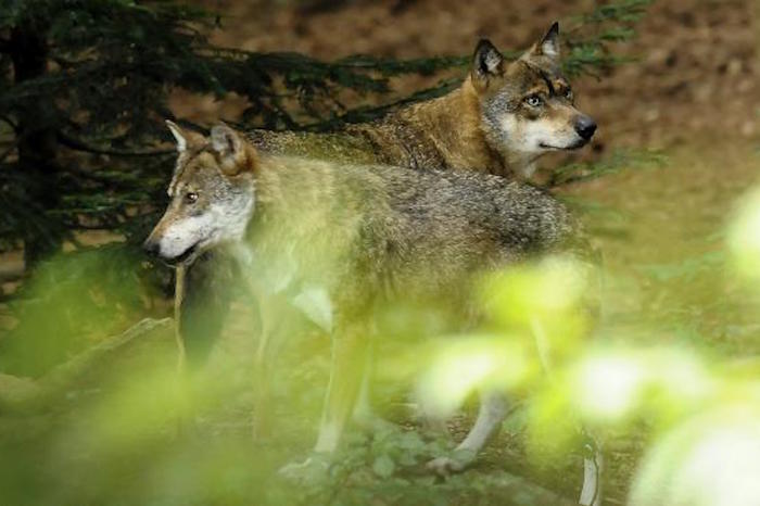 Conférence participative «<small class="fine d-inline"> </small>Les loups, biologie d'un mythe<small class="fine d-inline"> </small>», à Hérisson (Allier)