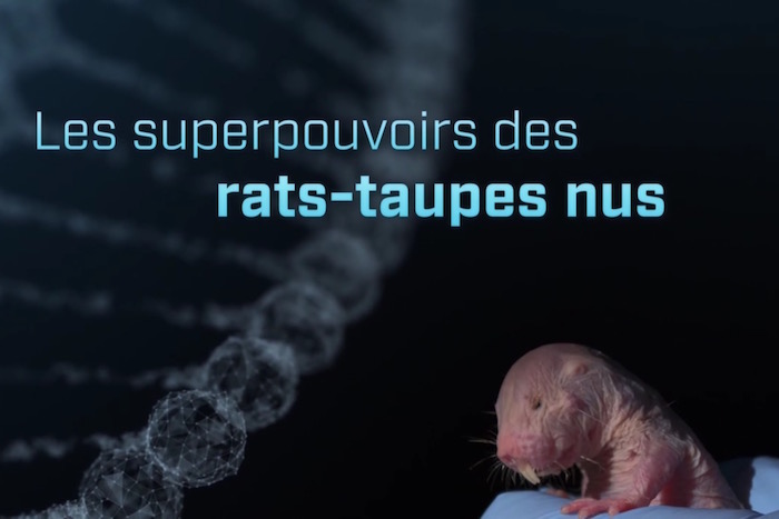 Ce soir À <span class="caps">LA</span> TÉLÉ - L'insolente longévité des rats-taupes nus