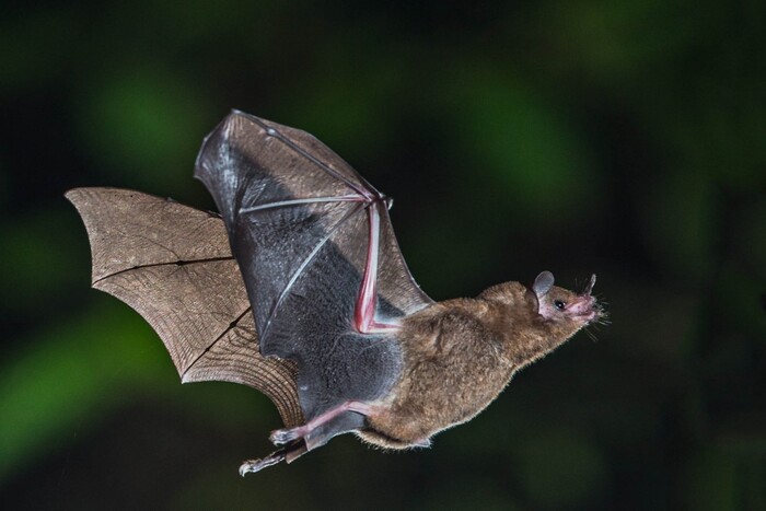 Les chauves-souris de Martinique menacées par deux