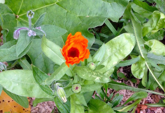Le jardin sans pétrole - La vertu des soucis