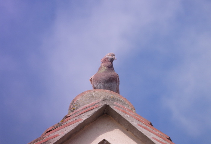 En ville, les oiseaux sont les champions de l'adaptation 