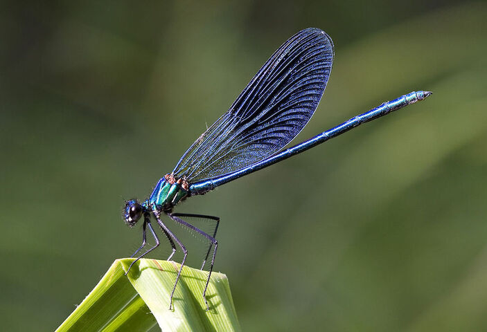 Loi sur la biodiversité : quels sont les enjeux<small class="fine d-inline"> </small>?