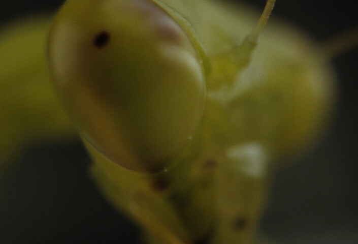 Une vie filmée à hauteur d'insectes