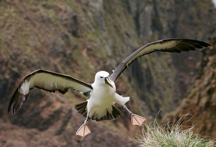 Divorces en hausse chez les albatros à cause du réchauffement climatique