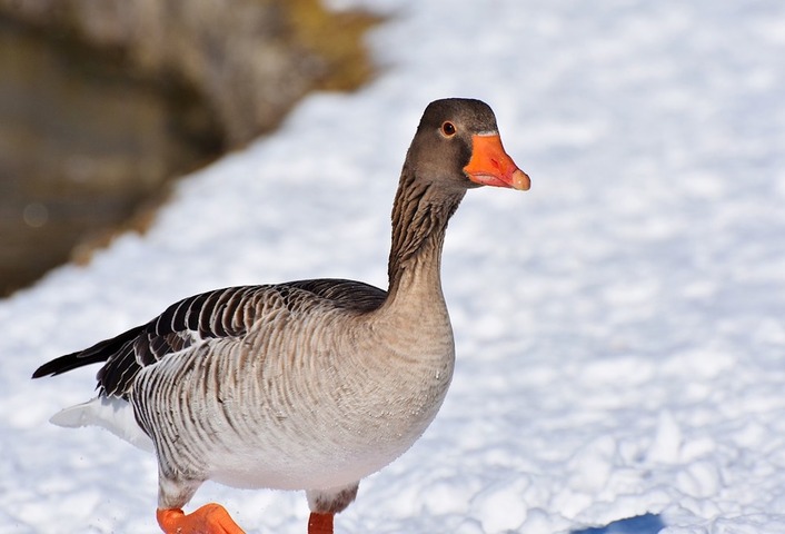 Le Conseil d'État rejette la prolongation de la chasse à l'oie 