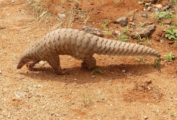 Les pangolins sont porteurs de coronavirus liés au <span class="caps">SRAS</span>-CoV-2, indique une étude scientifique