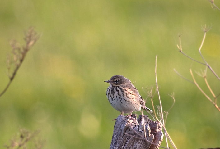 Les populations d'oiseaux des champs s'effondrent