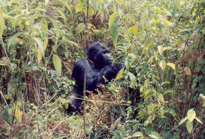 Six rangers tués dans un parc national en <span class="caps">RDC</span>