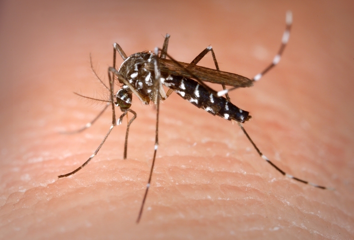 Chikungunya : 31 contaminations en France hexagonale