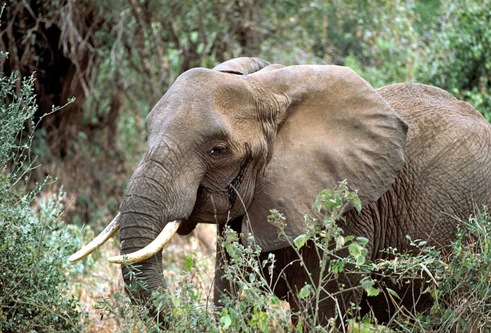 Le déclin des éléphants réduit les stocks de carbone 