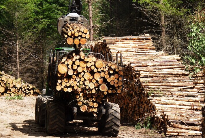 L'industrialisation de la forêt maltraite aussi les hommes