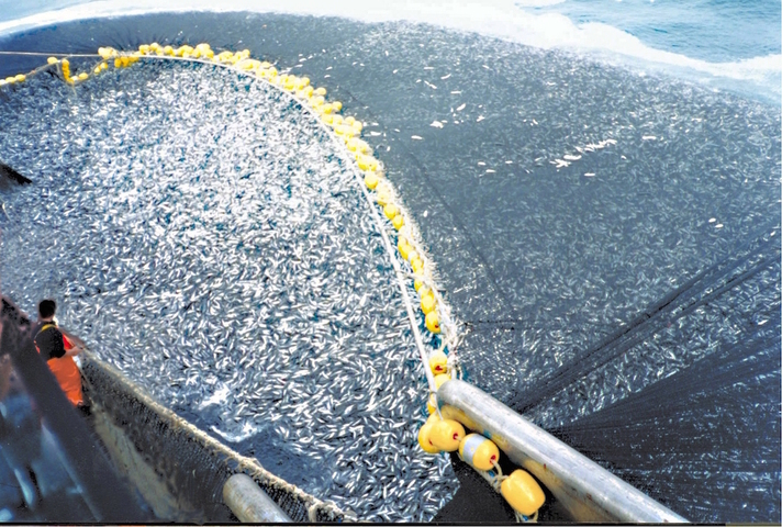 Pêche industrielle : Bloom attaque l'Etat en justice