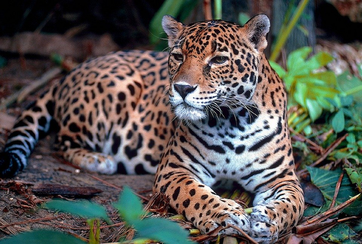 Le jaguar, l'éléphant d'Asie et le requin océanique seront mieux protégés