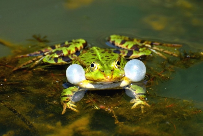 Grenouilles et crapauds menacés d'extinction à cause d'un champignon 