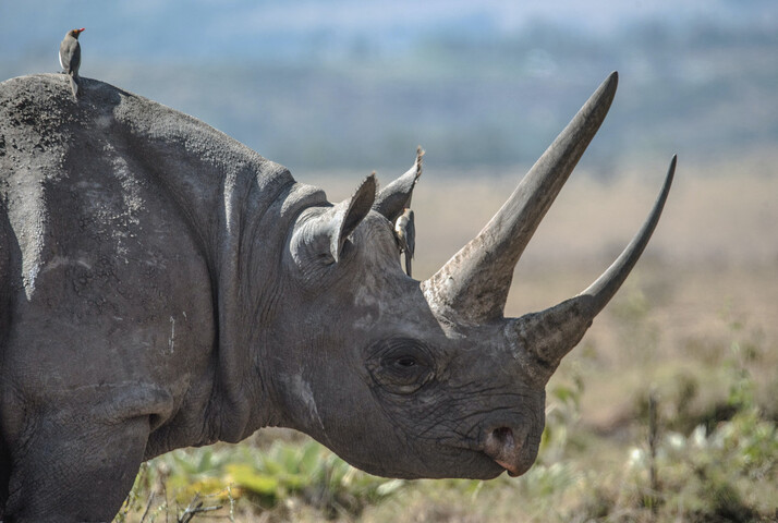 Requins, rhinocéros et éléphants, désormais mieux protégés 