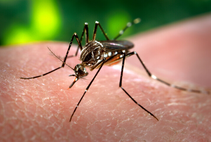 Le Brésil et la Guyane confrontés à une épidémie de dengue historique
