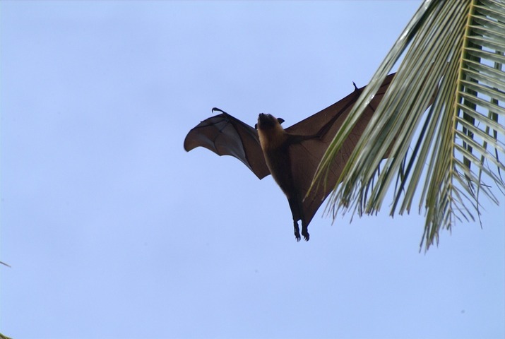 La vague de chaleur en Australie était si forte que les renards volants tombaient des arbres