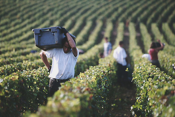 Les travailleurs saisonniers subissent l'enfer de l'agriculture industrielle