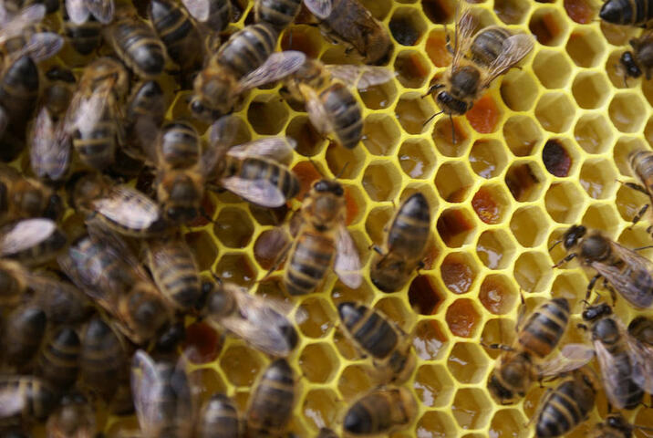 L'éolien industriel et les abeilles ne vont pas bien ensemble