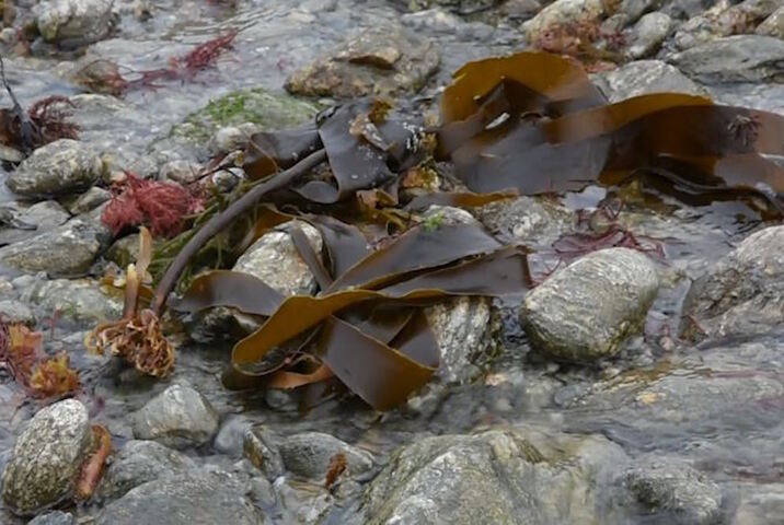 <span class="caps">VID</span>ÉO - Cueillir et cuisiner les algues des côtes bretonnes