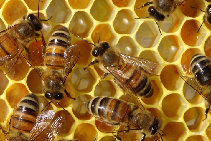 L'autorisation de deux insecticides «<small class="fine d-inline"> </small>tueurs d'abeilles<small class="fine d-inline"> </small>» indigne les apiculteurs