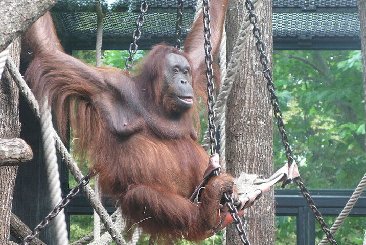 <span class="caps">VID</span>ÉO - À Bornéo, les centres de soin ne sauveront pas les orangs-outans 