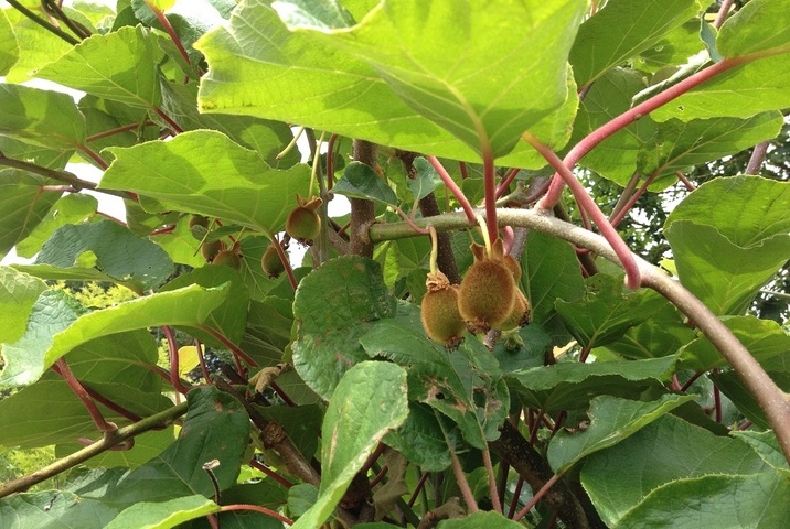 Surprise au jardin sans pétrole : une liane venue de Chine donne des kiwis<small class="fine d-inline"> </small>!