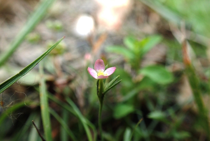 «<small class="fine d-inline"> </small>La zone humide de Notre-Dame-des-Landes est un milieu irremplaçable<small class="fine d-inline"> </small>»