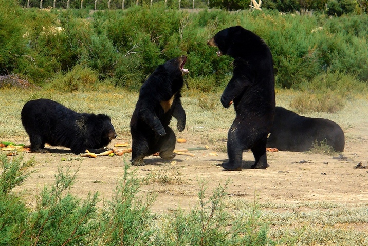 Plus de 14 000 ours abattus au Japon en un an