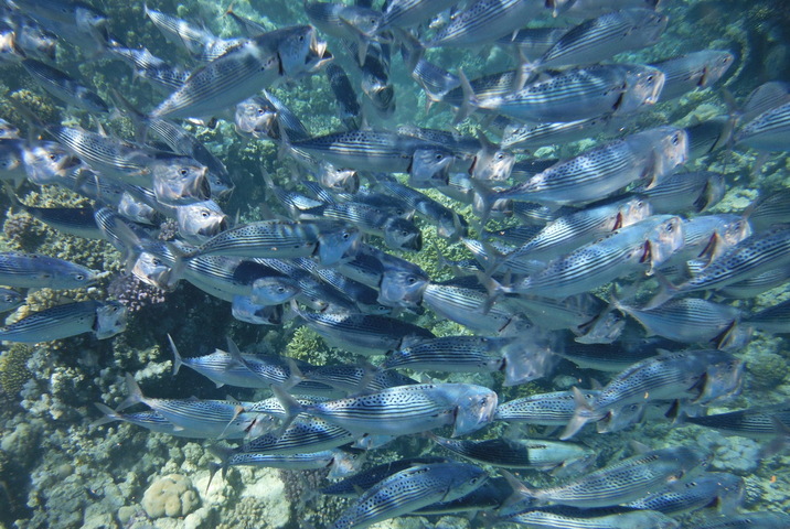 La France pourra pêcher 3 fois moins de maquereaux en 2026