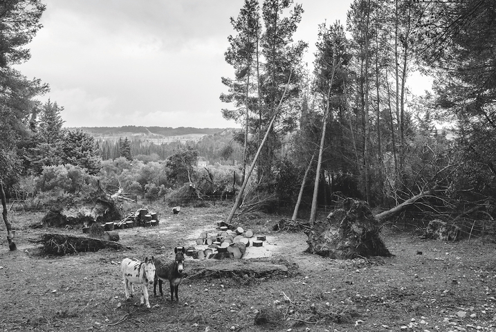 Quand les arbres communs racontent des histoires d'exception