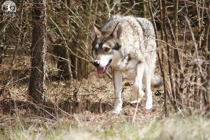 Non, le loup ne s'est pas installé en Ile-de-France