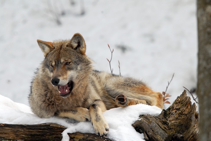 Pour se protéger du loup, il faut le connaître mieux