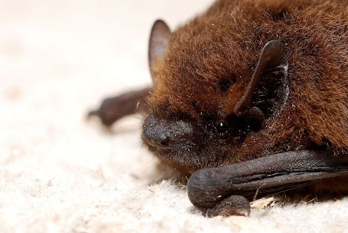 Radio Bambou en vacances chez Roussette, la chauve-souris