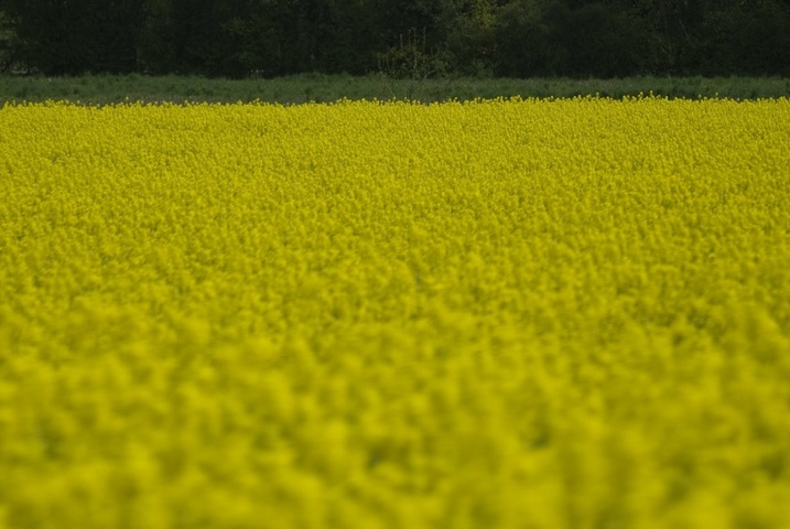 Colza et tournesol <span class="caps">OGM</span> bientôt interdits en France<small class="fine d-inline"> </small>?