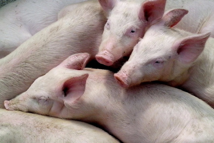 En Chine et en France, les élevages industriels de porcs sont une source de pandémies